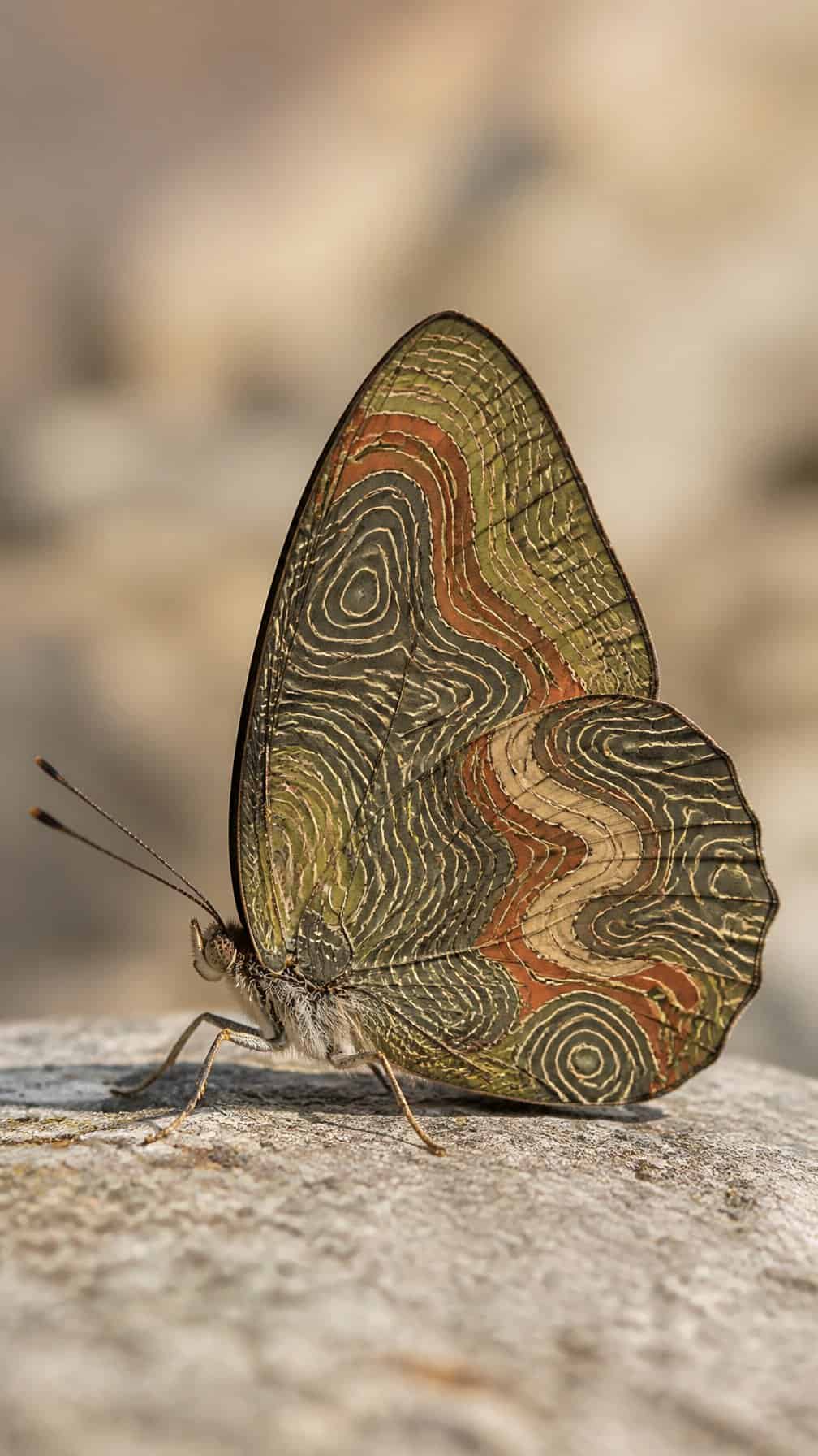 A butterfly with contour-map patterned wings resting on a natural surface.
